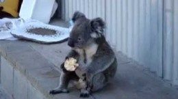 Koala-Chills-and-Eats-an-Ap