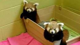 adorablebabyredpandasplay