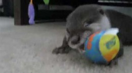 babyotterplaying