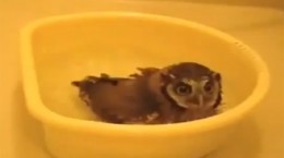 bath owl