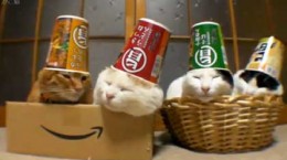 catswithcupsashats