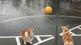 corgisplaytetherball