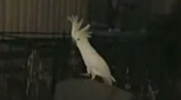 dancing bird