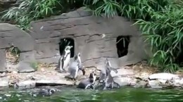 penguinschasebutterfly