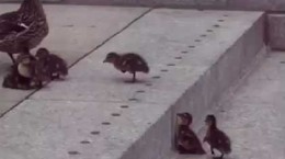 smallducklings