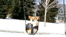 swingingcorgi