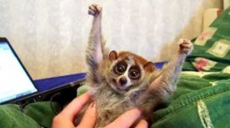 ticklingslowloris