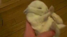 tinybabybunny