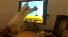 catplaysduckhunt