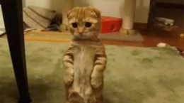 kittenstanding