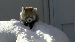 redpandasplayinginthesnow