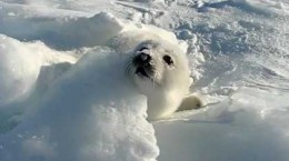 sealplayinginthesnow