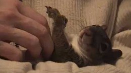 squirrelgetsbellyrub