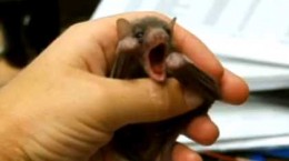 babyfruitbatyawns