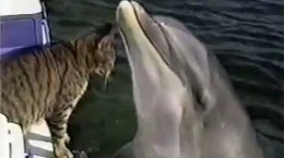 catmeetsdolphin