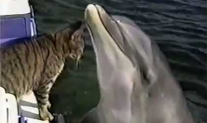 catmeetsdolphin