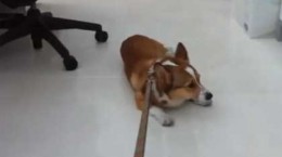 corgidoesntwanttowalk