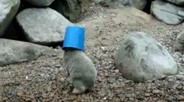 polarbearbuckethead