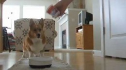 corgidoesadanceforkibble