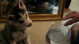 siberian-husky-fascinated-by-wine-glass